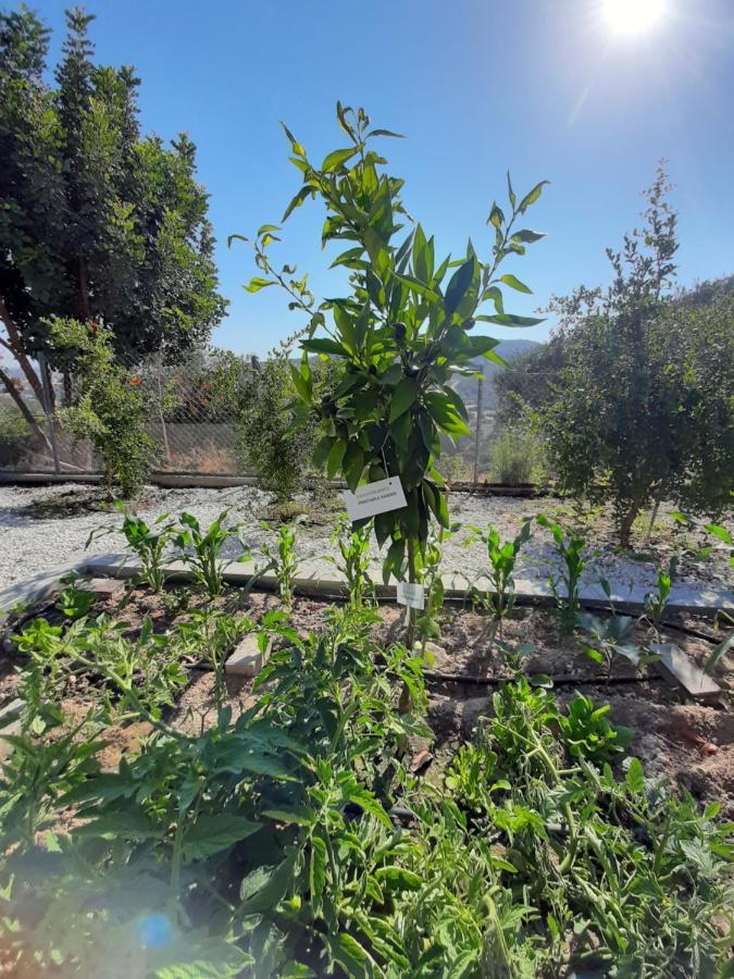 Happy Glamping Cy Villa Agios Theodoros Eksteriør bilde